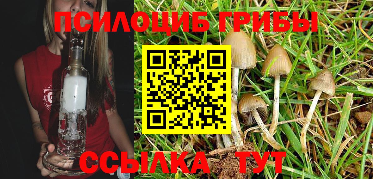 Псилоцибиновые грибы Psilocybe Сыктывкар